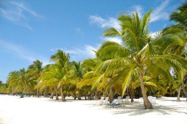 Tropik kumsal, beyaz kum ve palmiyeler. Dominik Cumhuriyeti, Saona Adası