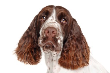 Üzgün İngiliz Springer Spaniel köpeği temiz beyaz arka planda izole edildi