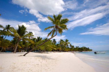 Tropik kumsal, beyaz kum ve palmiyeler. Dominik Cumhuriyeti, Saona Adası