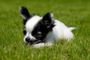 Yeşil çimenlerin üzerinde dinlenme chihuahua köpek yavrusu