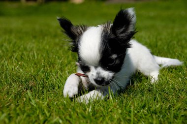 Yeşil çimenlerin üzerinde dinlenme chihuahua köpek yavrusu