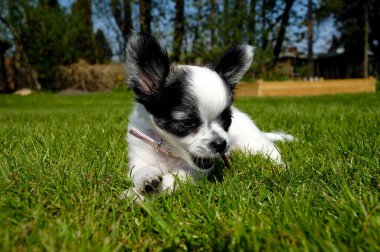 Yeşil çimenlerin üzerinde dinlenme chihuahua köpek yavrusu