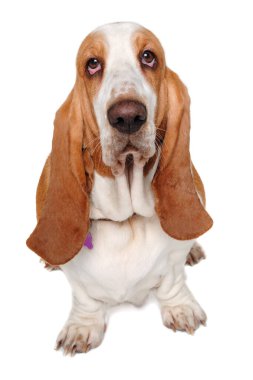 Üzgün Basset av köpeği temiz beyaz bir arkaplanda