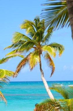 arka plandaki sahil ile egzotik caribbean beach üzerinde asılı palm.