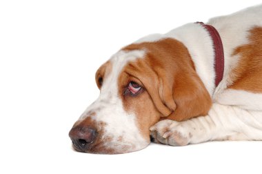 Üzgün hasta Basset av köpeği temiz beyaz bir arka planda