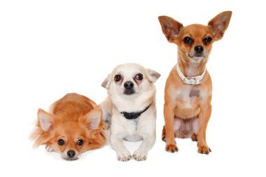Beyaz bir arka planda izole edilmiş üç mutlu chihuahua köpeği.