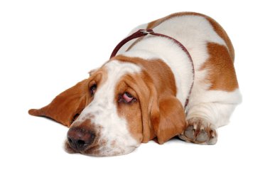 Üzgün hasta Basset av köpeği temiz beyaz bir arka planda