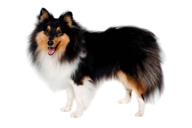 Mutlu Collie köpeği beyaz arka planda izole edilmiş.