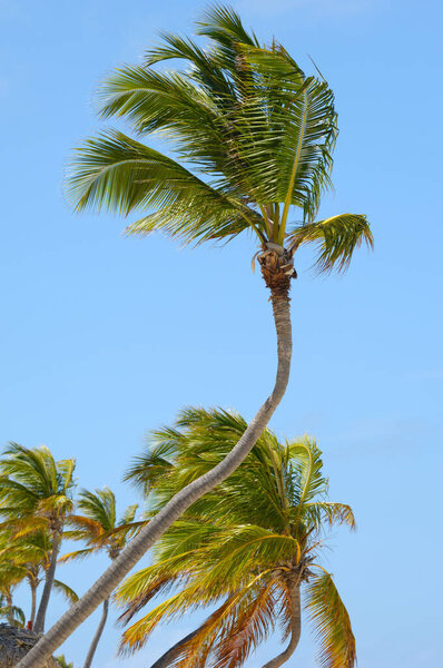Ладони и голубое небо. Доминиканская Республика.