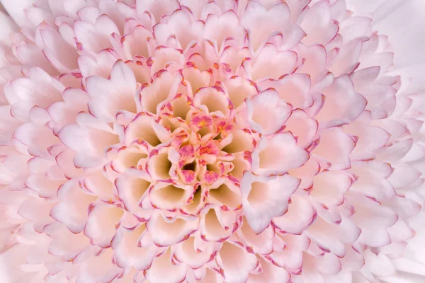 Gros Plan Blanc Avec Fleur Chrysanthème Pourpre — Photo