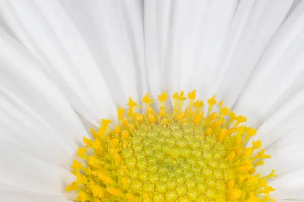 Nahaufnahme Der Weißen Chrysanthemenblüte Der Kamille — Stockfoto