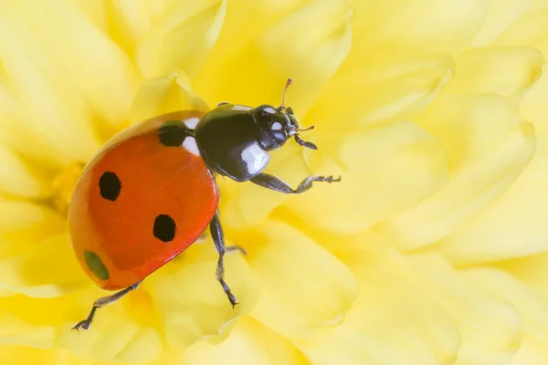 Close Ladybug Sitting Yellow Chrysanthemum Flower — Stock Photo, Image