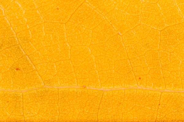 Fond Naturel Abstrait Gros Plan Texture Sèche Des Feuilles Orange — Photo