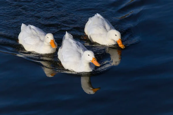 Pohled Tři Bílé Kachny Plavání Řece — Stock fotografie
