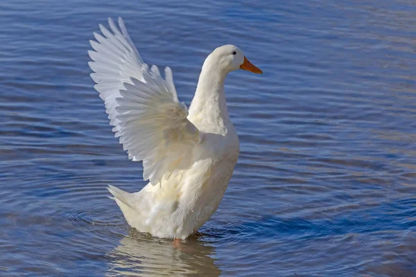 Witte Eend Staand Een Water Met Zijn Vleugels Omhoog — Stockfoto