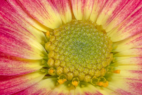 Close Red Yellow Chrysanthemum Flower — Stock Photo, Image