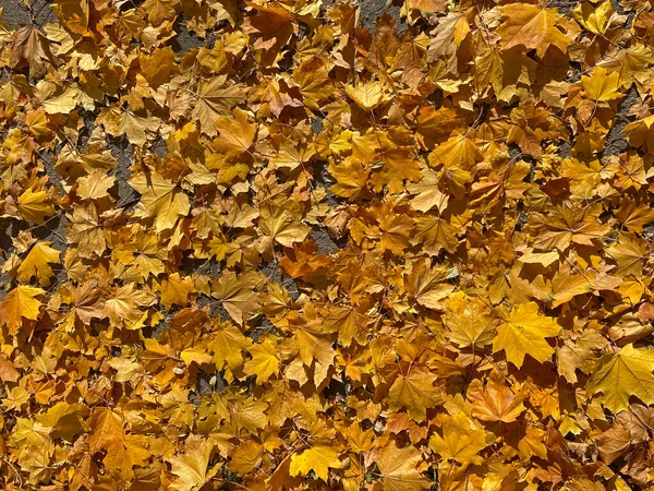 Blick Auf Trockene Ahornblätter Auf Dem Bürgersteig Herbst — Stockfoto