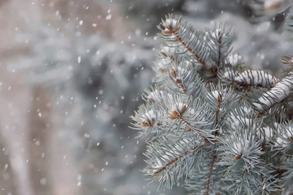 雪の中のモミの木の枝を閉じて — ストック写真