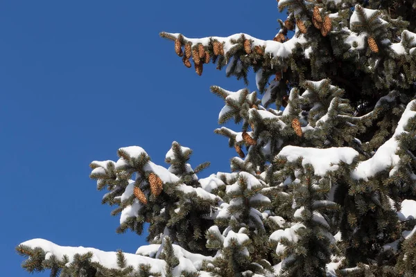 蓝天映衬着白雪覆盖的冷杉树枝上的景色 — 图库照片