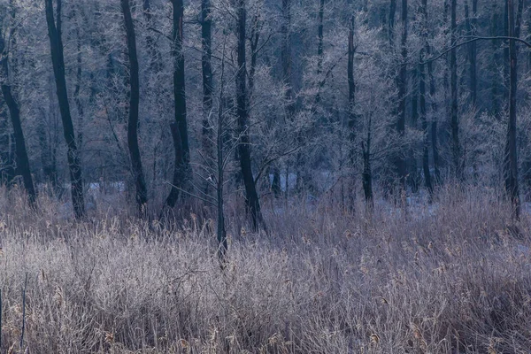 Vista Sobre Hierba Caña Congelada Árboles Bosque — Foto de Stock