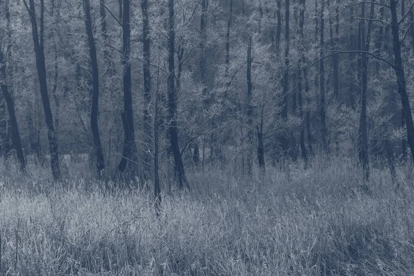 霜に覆われた葦の草や木を眺め — ストック写真