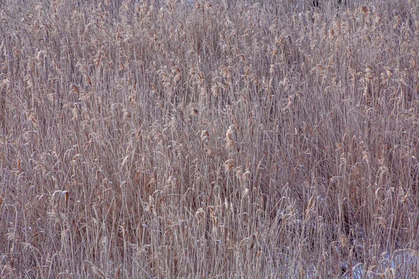 Kış Ayazıyla Kaplanmış Sazlığa Bakan Çimenler — Stok fotoğraf