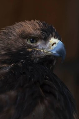Kartalın başını kahverengi arkaplana yaklaştır