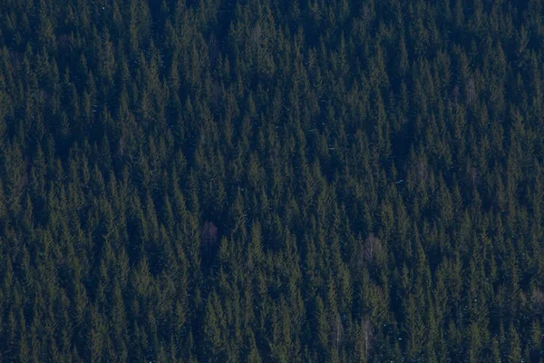 Вид Воздуха Лес Карпатах Зимой — стоковое фото