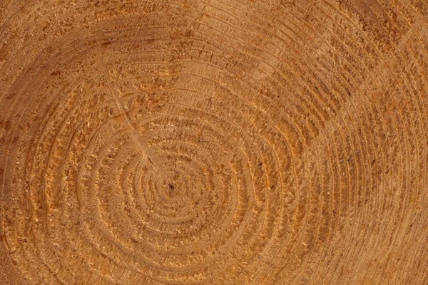抽象的天然木制背景 松树树干上圆圈的密闭 — 图库照片
