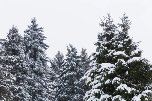 Vista Sobre Abetos Cubiertos Nieve —  Fotos de Stock