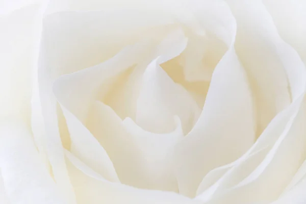 Крупным Планом Красивый Белый Цветок Розы — стоковое фото