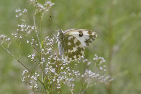 Doğudaki Benekli Beyaz Kelebeğin Yakınına Yabani Çiçeğin Üzerinde Oturuyor — Stok fotoğraf