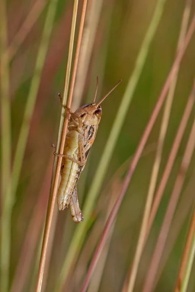 Close Grasshopper Sitting Blade Grass — Stock Photo, Image