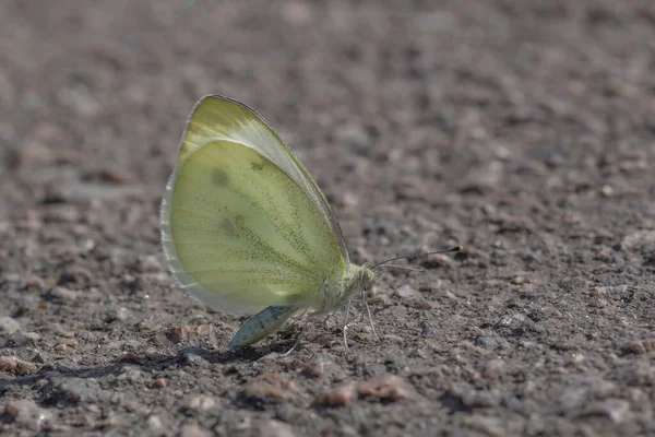 Close White Cabbage Butterfly Sitting Road — Stock Photo, Image