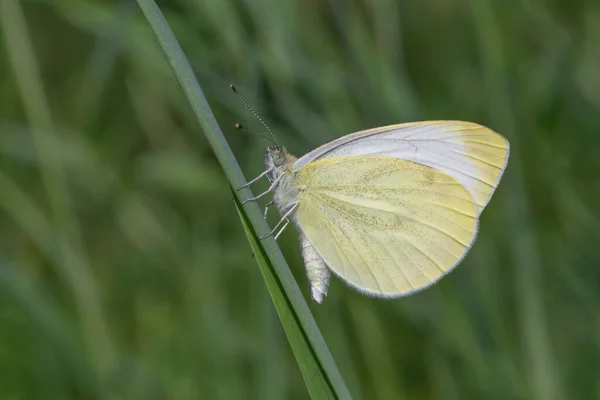 坐在草叶上的白菜蝴蝶的特写 — 图库照片