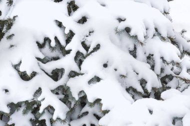 close up of branches of fir tree covered with white snow