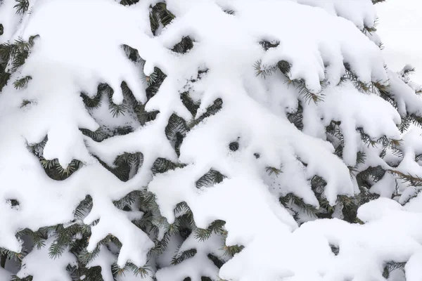 close up of branches of fir tree covered with white snow