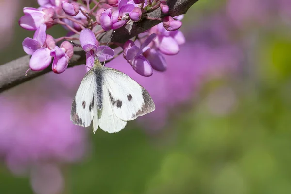 White Cabbage Butterfly Sitting Pink Blossoming Tree Spring — Stock Photo, Image