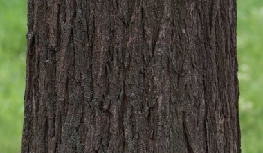 yeşil çim karşı ağaç gövdesi yakın