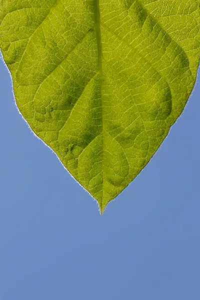 Zbliżenie Zielony Liść Przeciw Błękitne Niebo — Zdjęcie stockowe