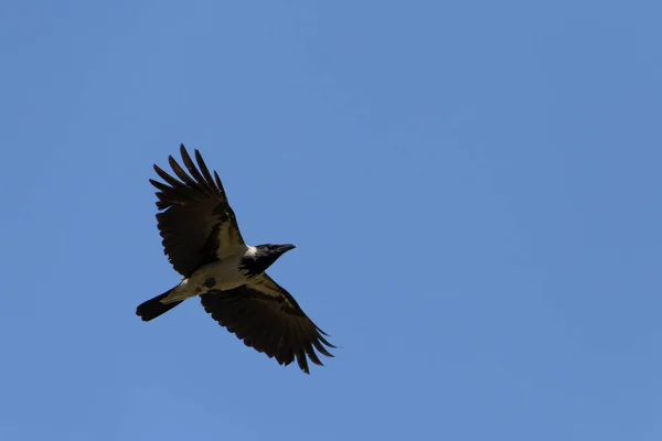 Vista Sobre Cuervo Encapuchado Volando Cielo Azul Claro — Foto de Stock