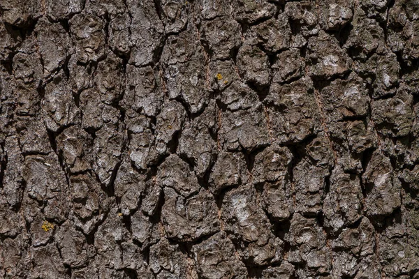 Soyut Doğal Arkaplan Gri Ağaç Kabuğunu Kapat — Stok fotoğraf