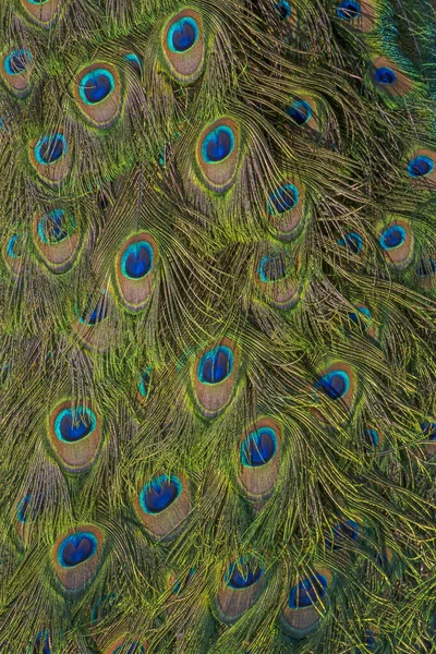Närbild Mönstret Stjärten Peafowl — Stockfoto