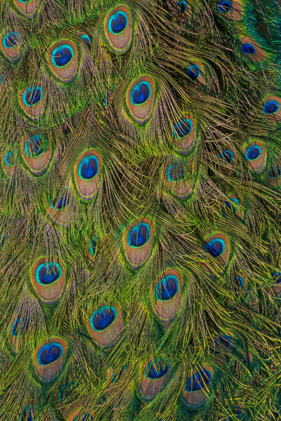 close up of pattern on tail of peafowl