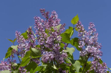 Çiçek açan leylak çalılarının mavi gökyüzüne bakan dallarına bak