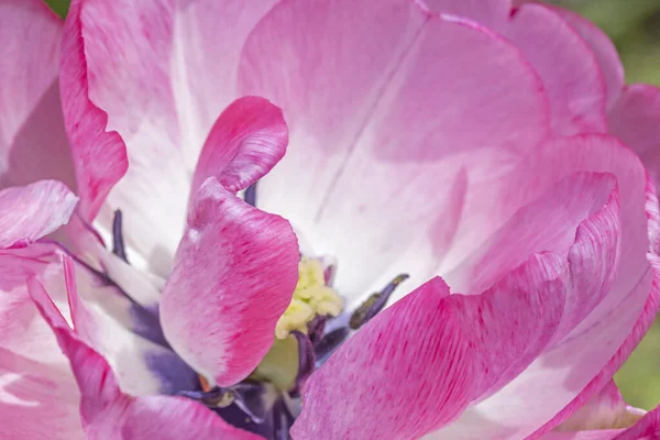Bahçedeki Pembe Lale Çiçeğine Yaklaş — Stok fotoğraf