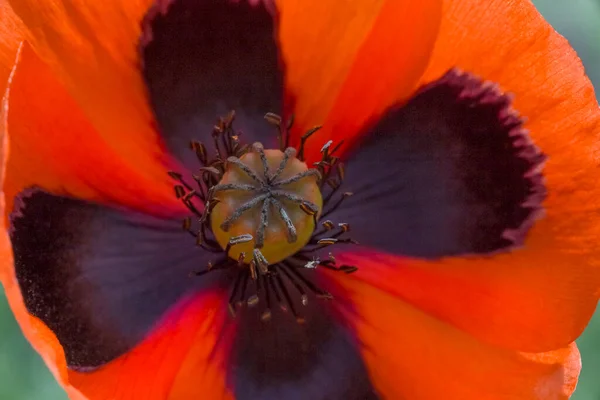 赤いケシの花の終わり — ストック写真