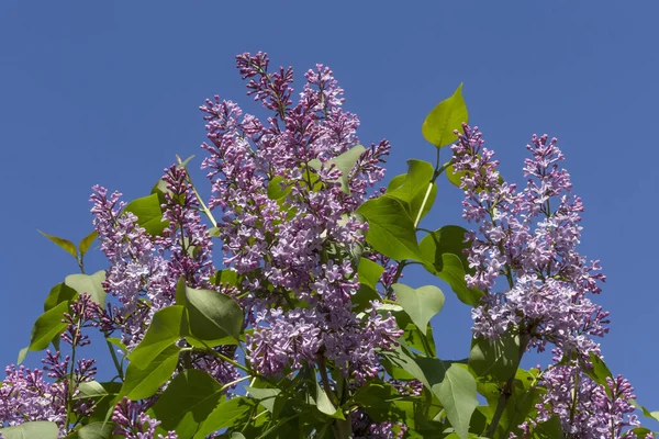 Över Grenar Blommande Syrenbuske Mot Blå Himmel — Stockfoto
