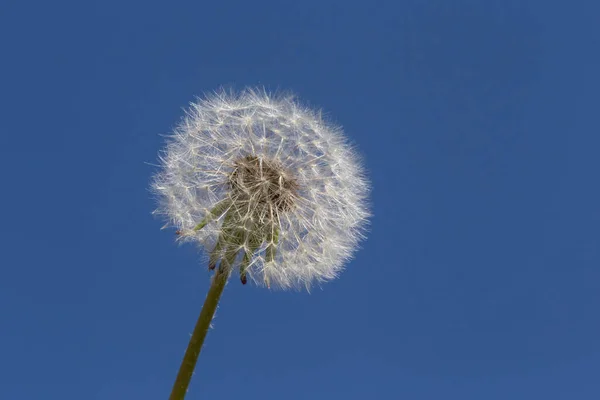 Крупним Планом Біла Квітка Кульбаби Фоні Блакитного Неба — стокове фото