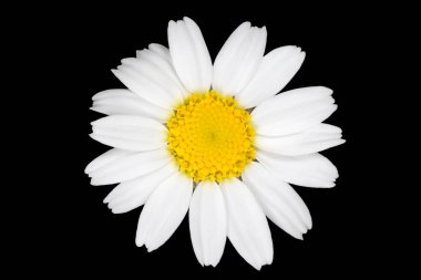 Papatya çiçeğini siyah arkaplana yaklaştır